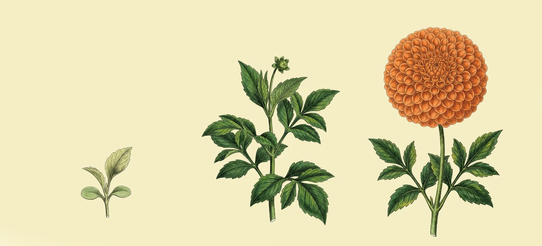 Forest Interior Plate — Bloom It